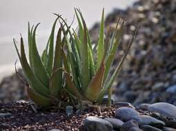 Image of Aloe vera