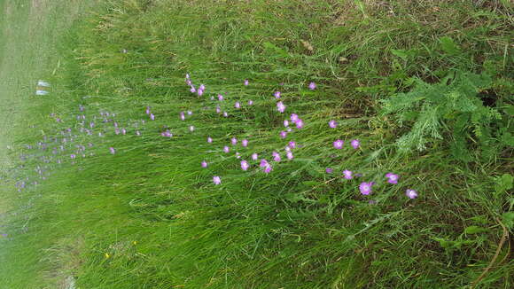 Image of Corncockles