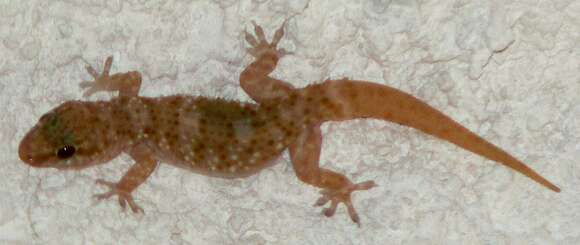 Image of Common Wall Gecko