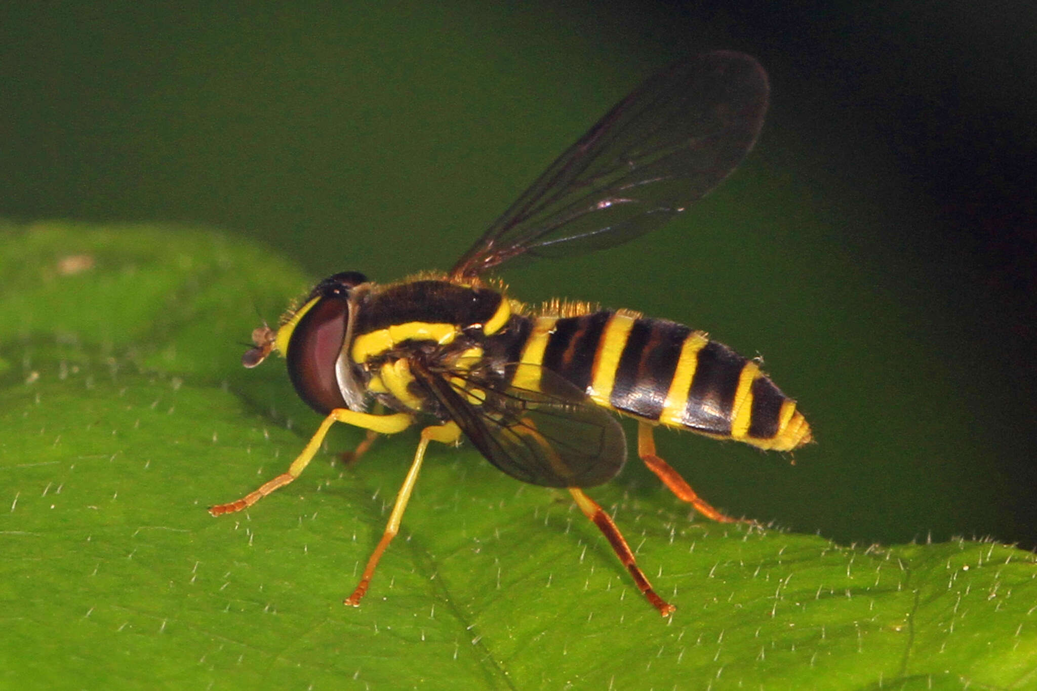 Xanthogramma flavipes (Loew 1863) resmi