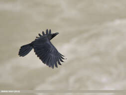 Image of Large-billed Crow