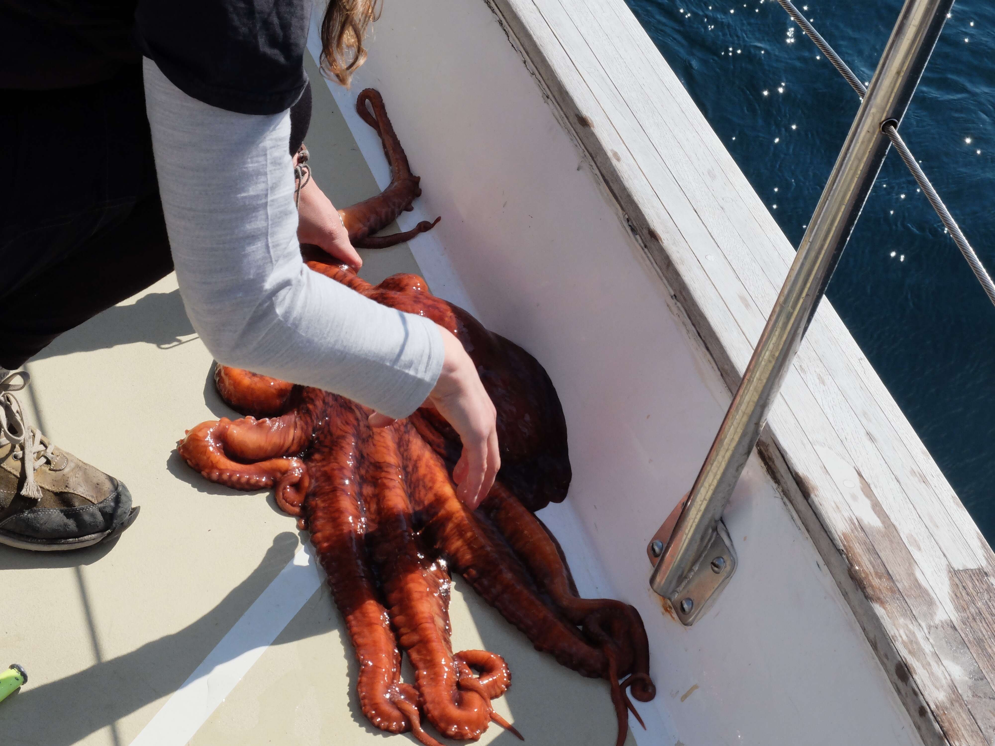 Image of Giant octopus