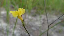 Sivun Goodenia dimorpha Maiden & Betche kuva