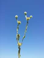 Image of common cottonrose