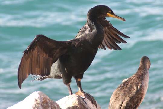 Image of European Shag