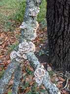 Image of Turkey Tail