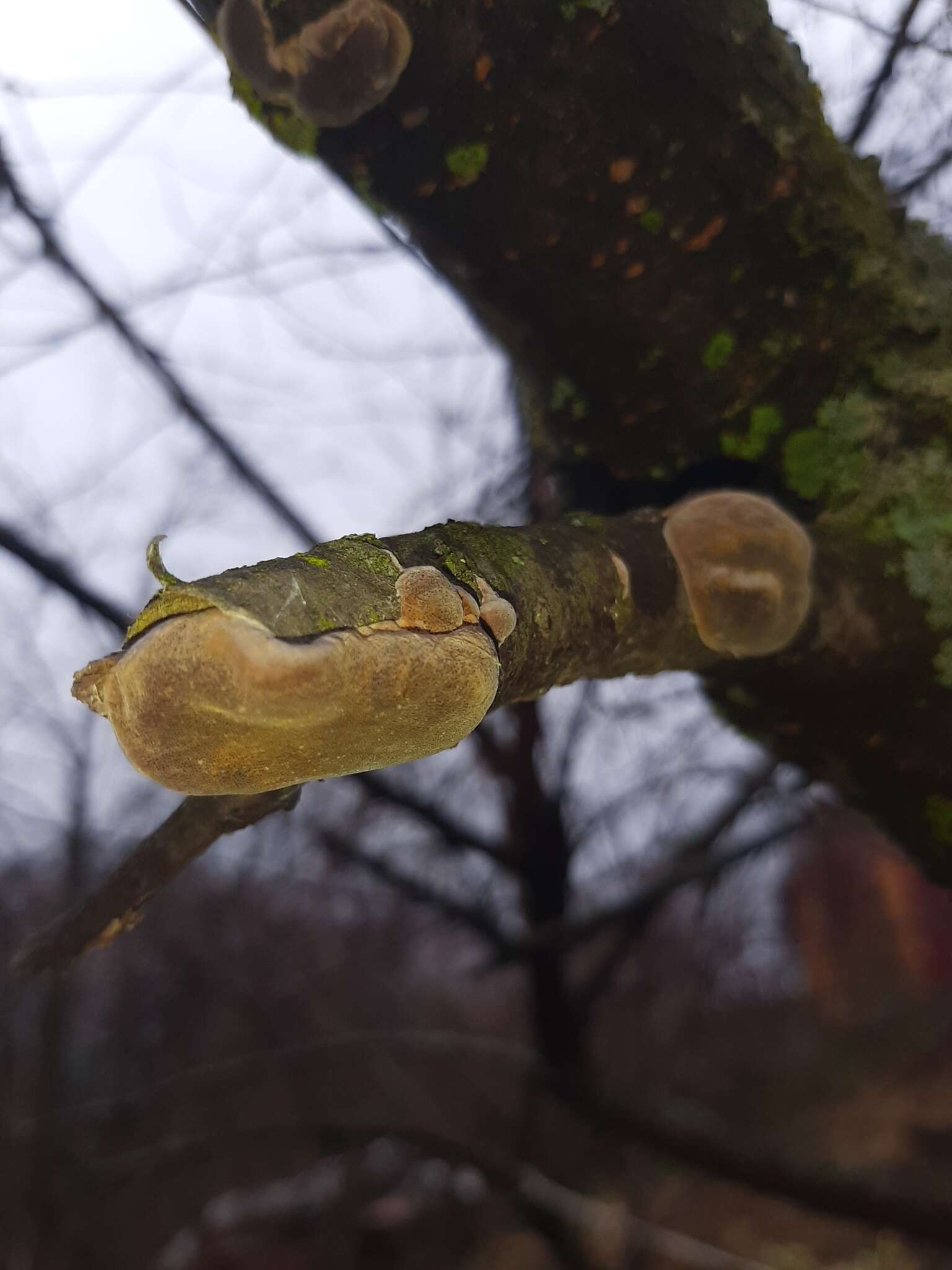 Image de Phellinus pomaceus (Pers.) Maire 1933