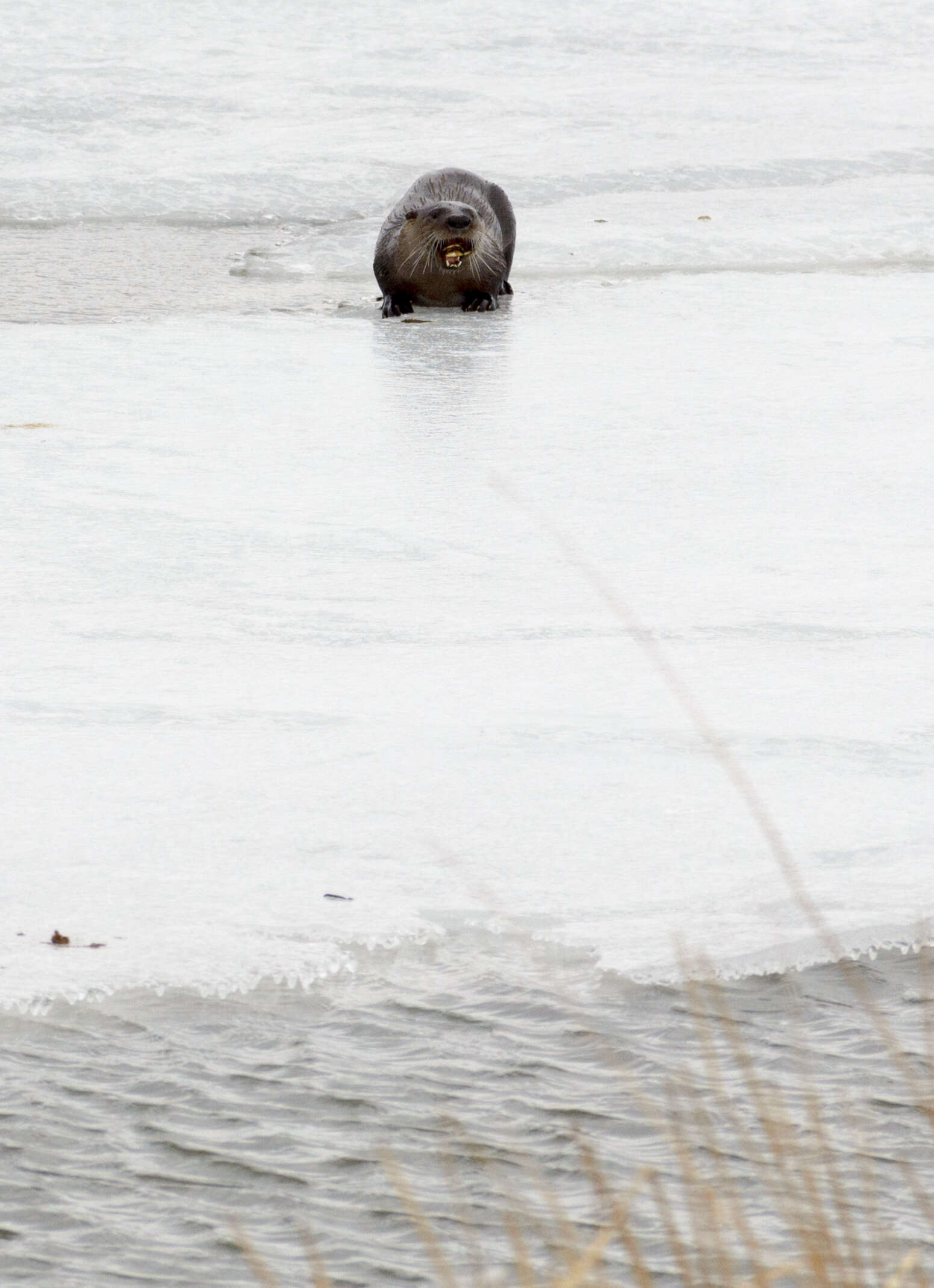 Image of Otter sp.