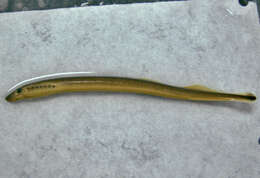 Image of American Brook Lamprey