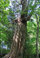 Image of arborvitae