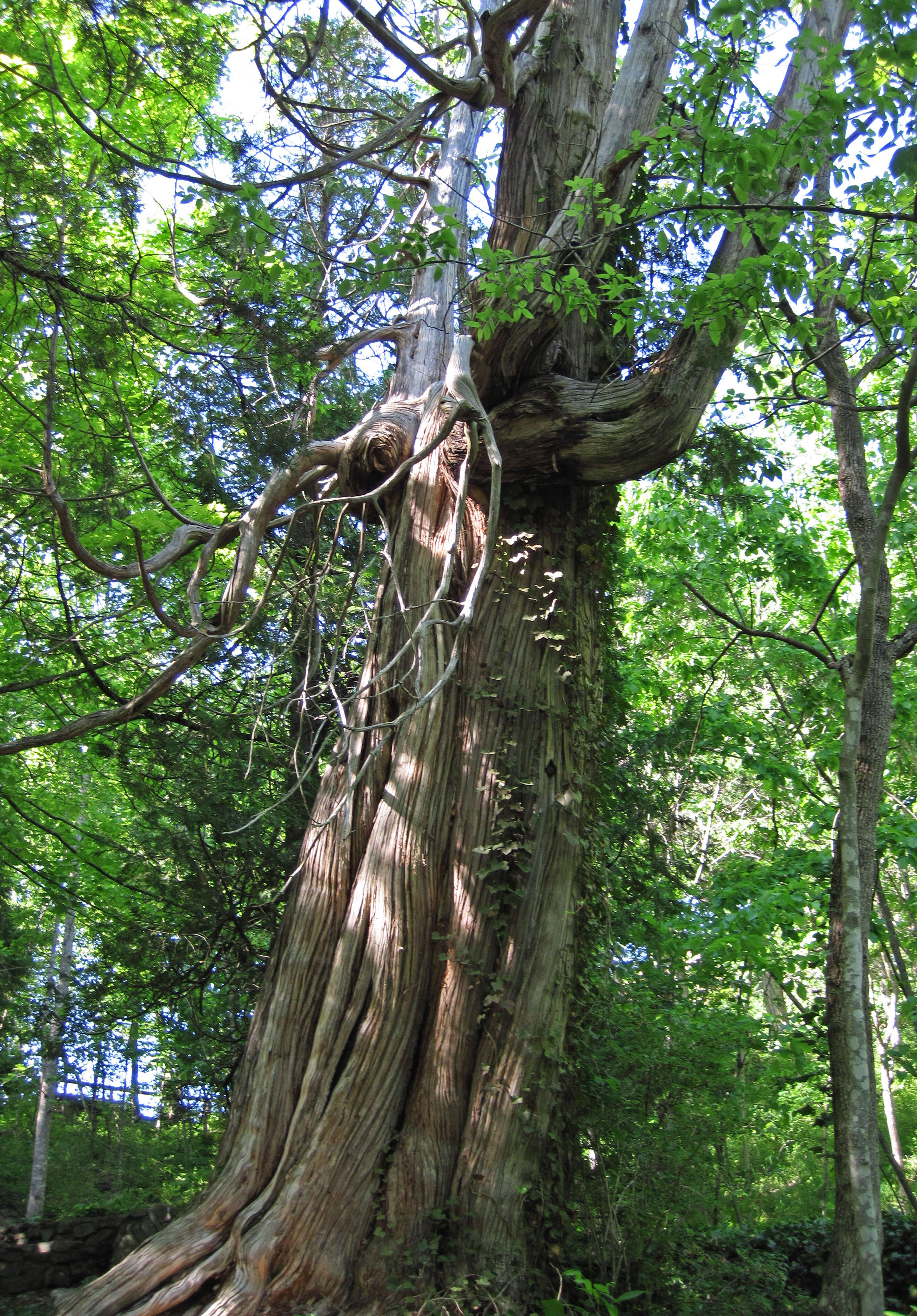 Image of arborvitae