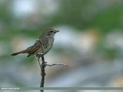 Image of Himalayan Rubythroat