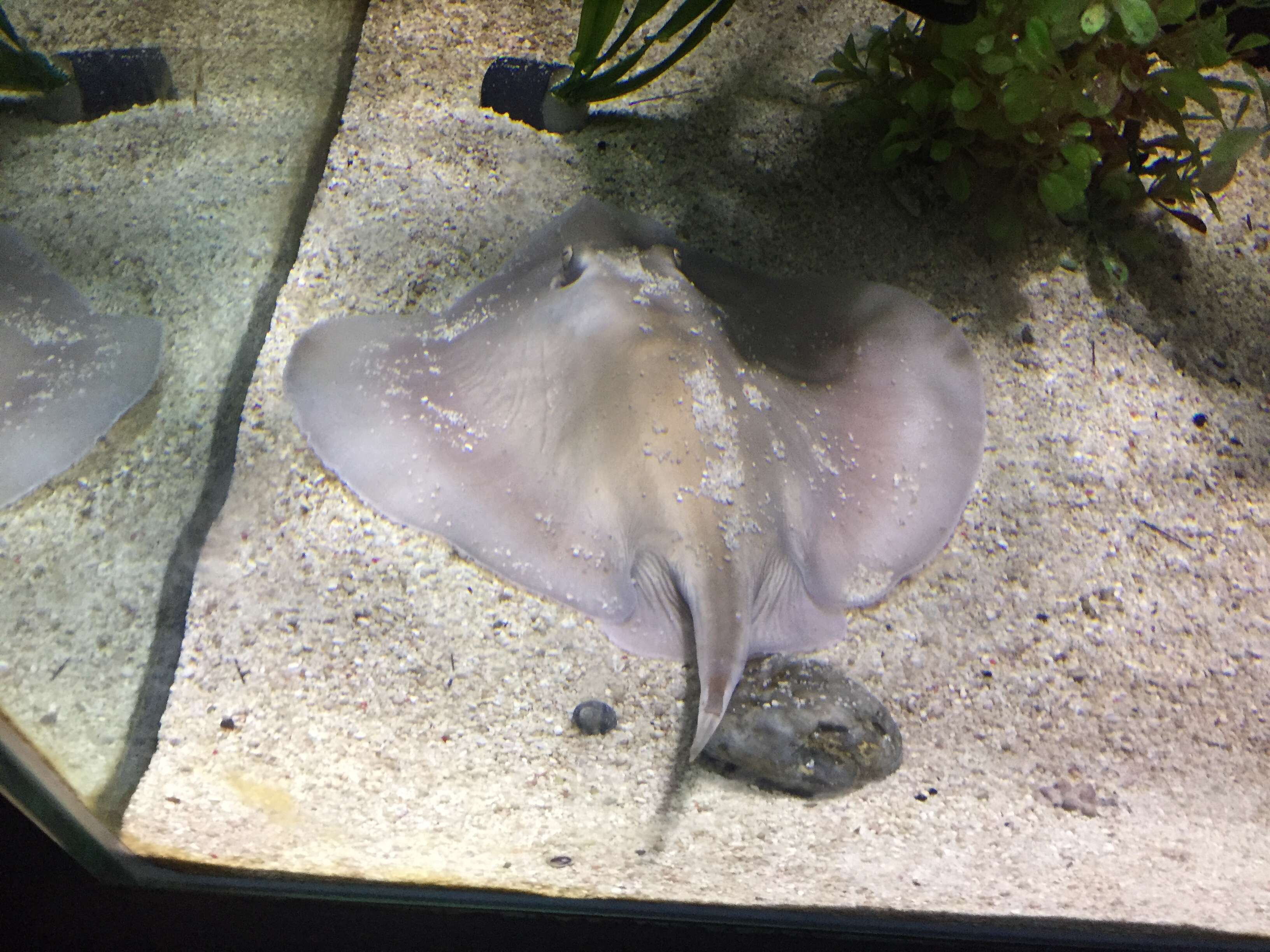 Image of Sepia Stingray