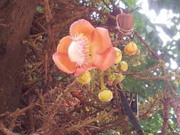 Image of Cannonball Tree