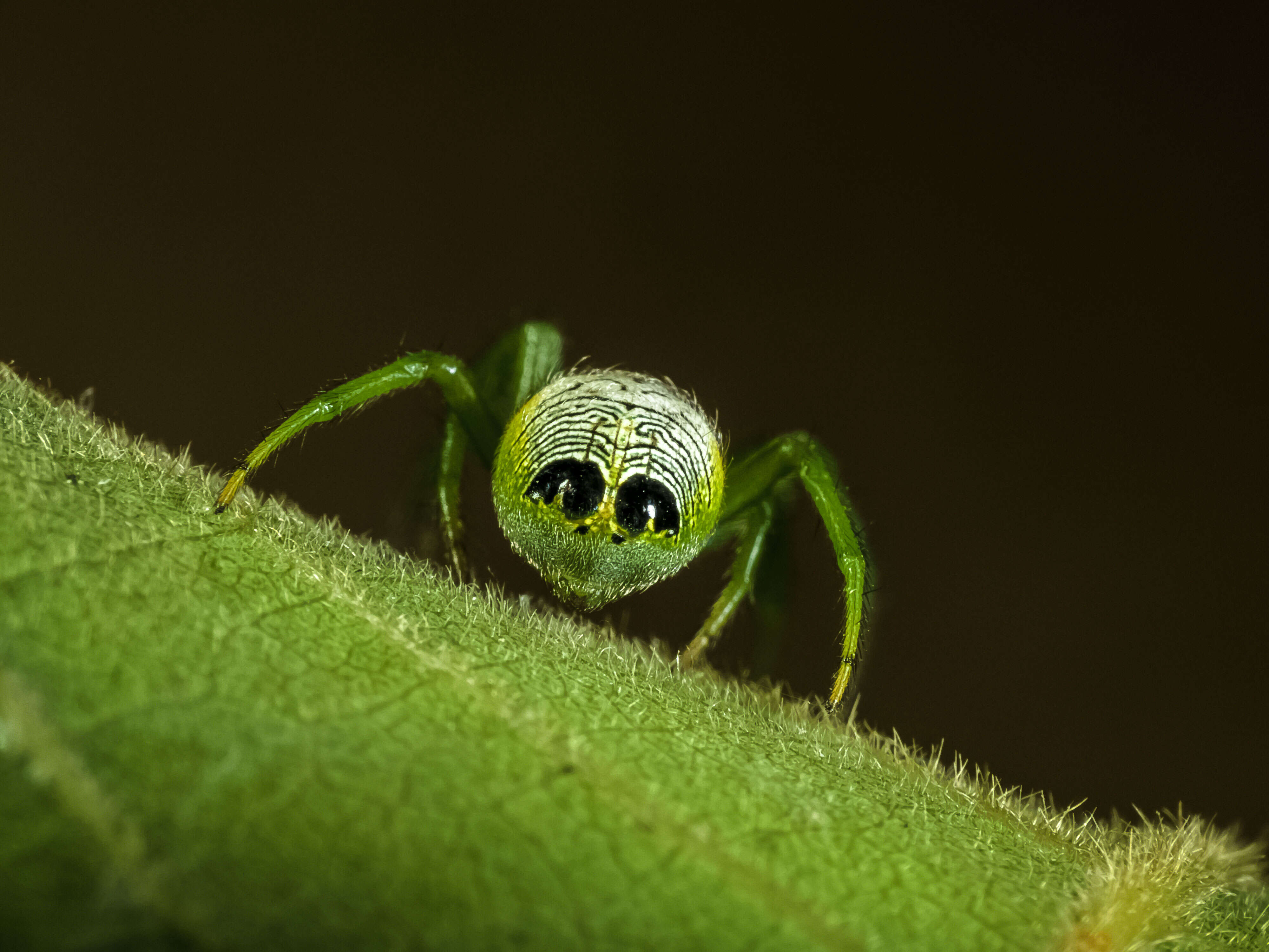 Image de Araneus praesignis (L. Koch 1872)