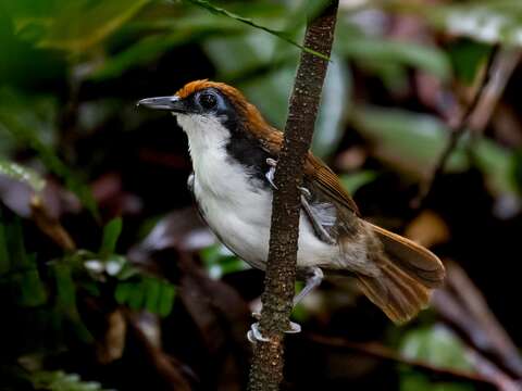 Image of Bicolored Antbird