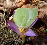 Image of colchicum