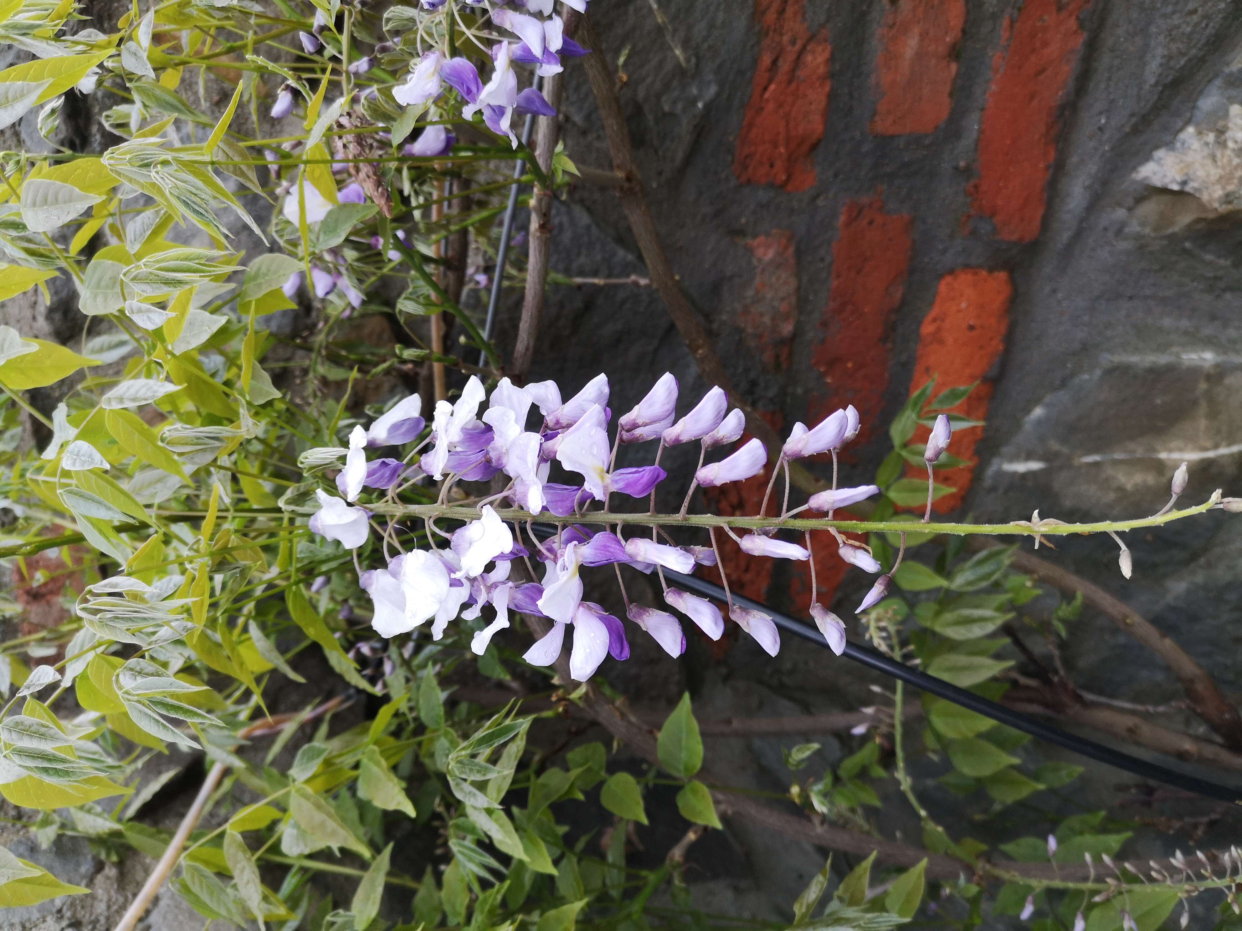 Plancia ëd Wisteria floribunda (Willd.) DC.