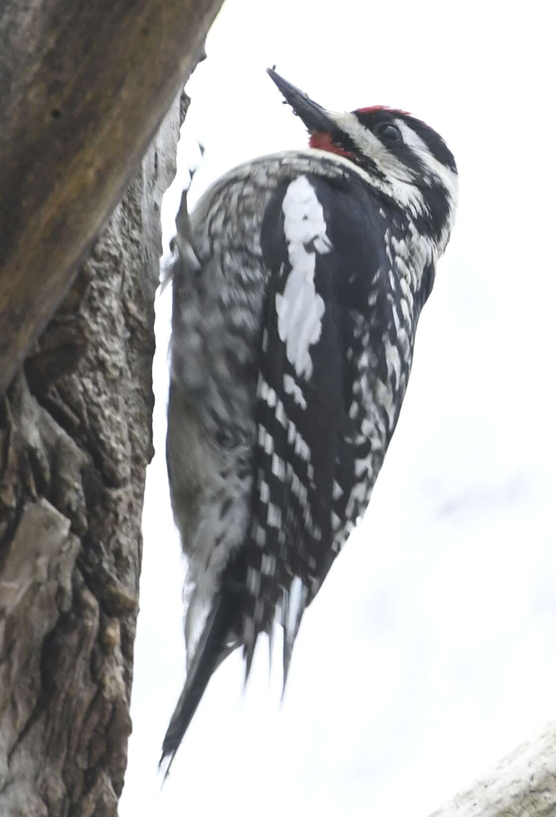 Image of Sapsucker