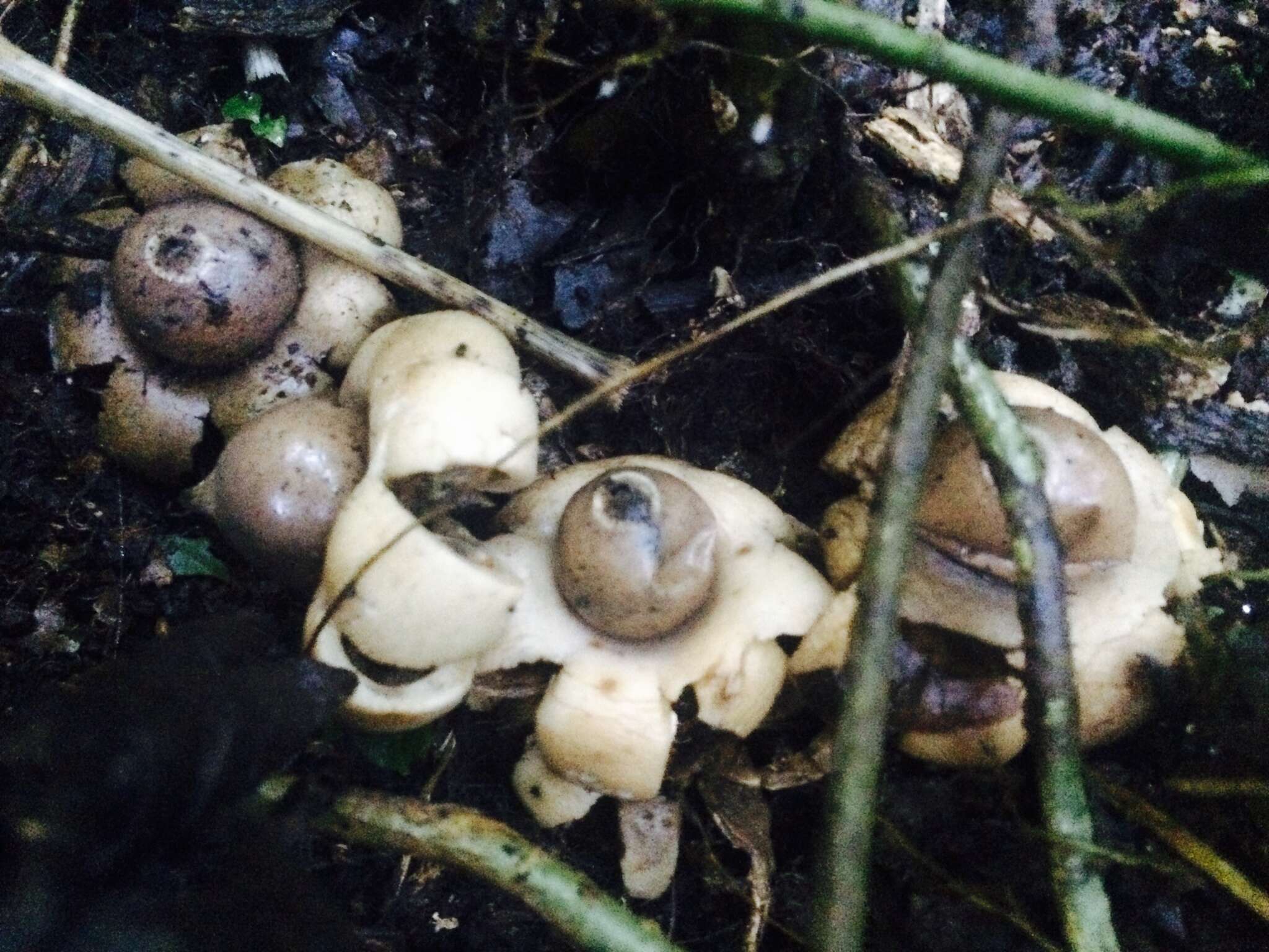 Image of Geastrum saccatum