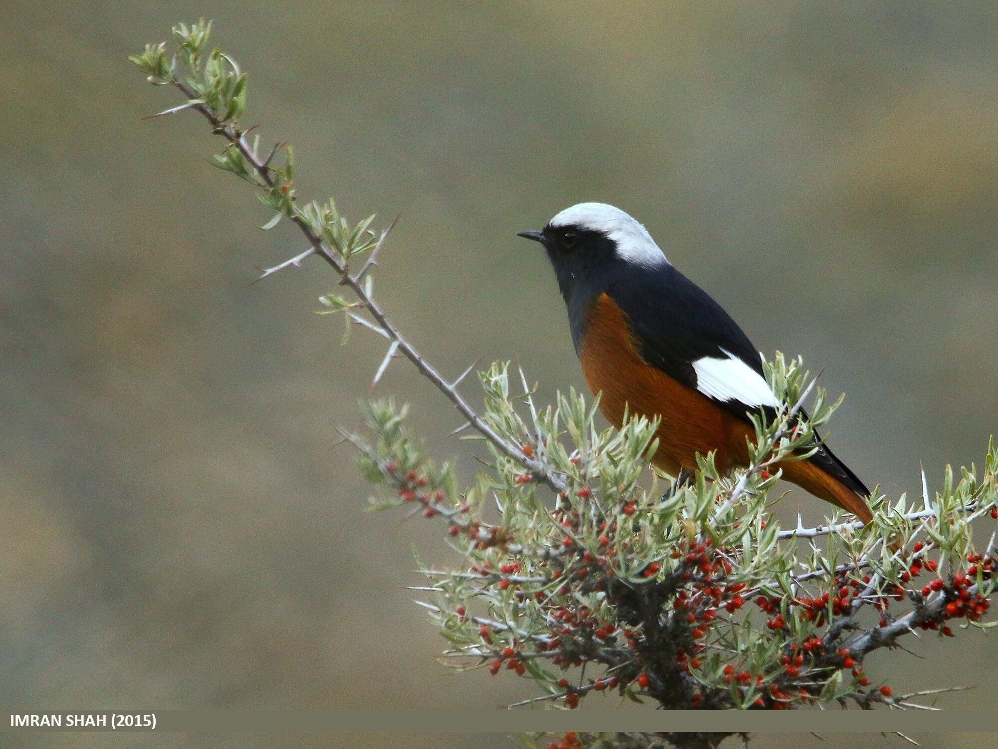 Image of Güldenstädt's Redstart