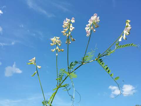 Image of wood vetch