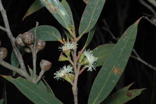 Image of Eucalyptus stricta Sieber ex Spreng.