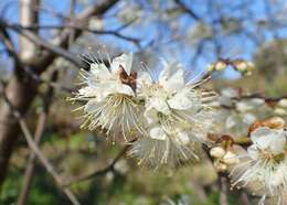 Plancia ëd Prunus brigantina Vill.