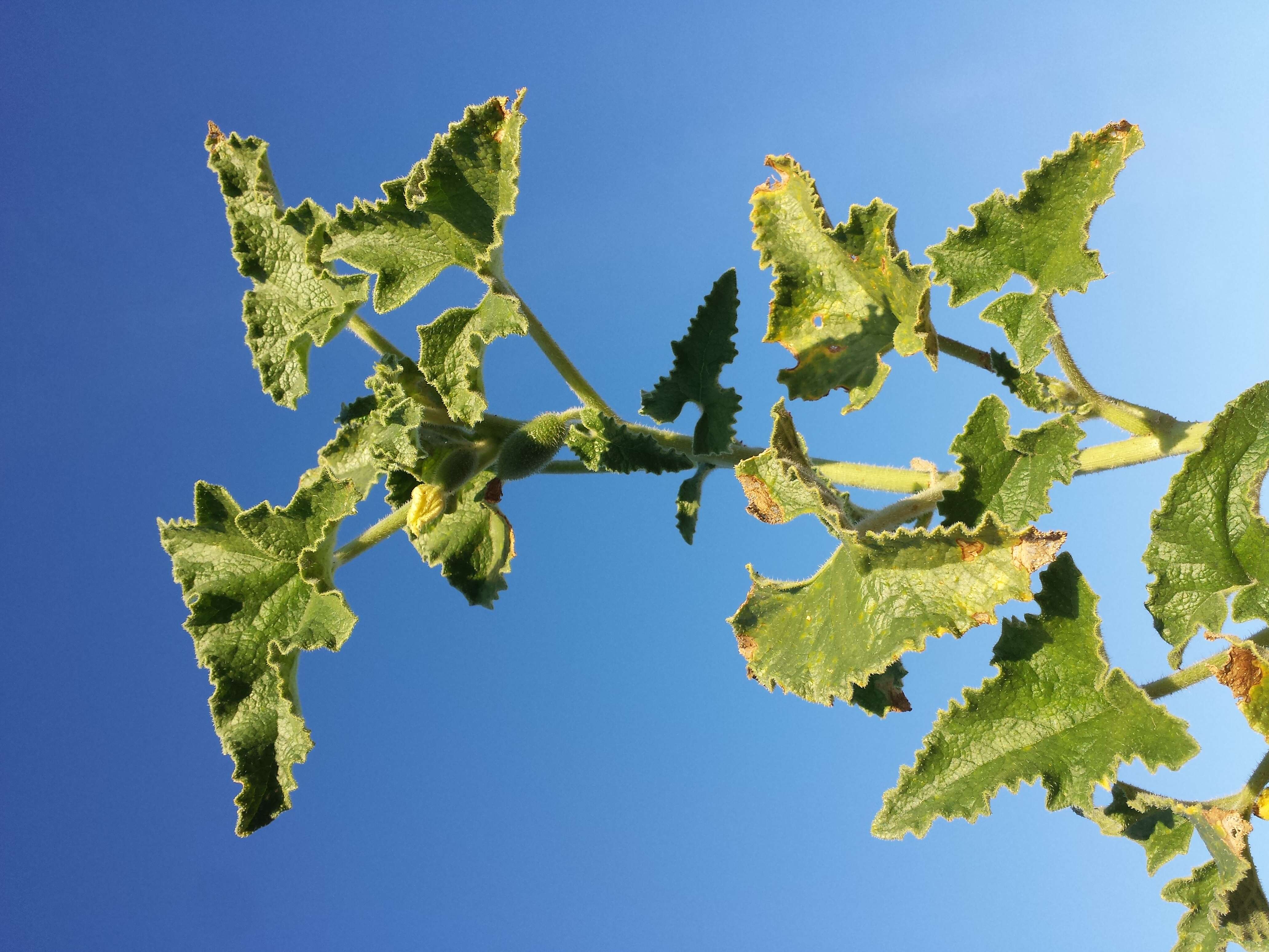 Image of squirting cucumber