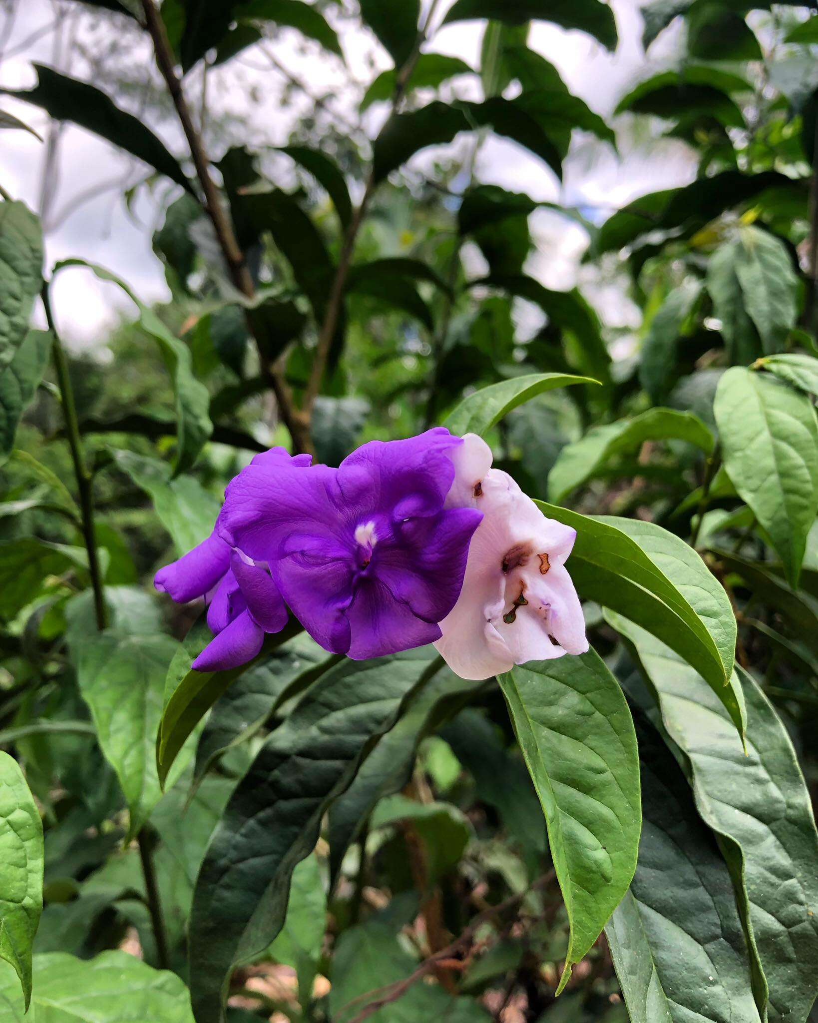 Image de Brunfelsia grandiflora D. Don