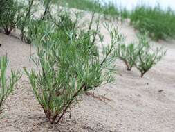 Image of field sagewort