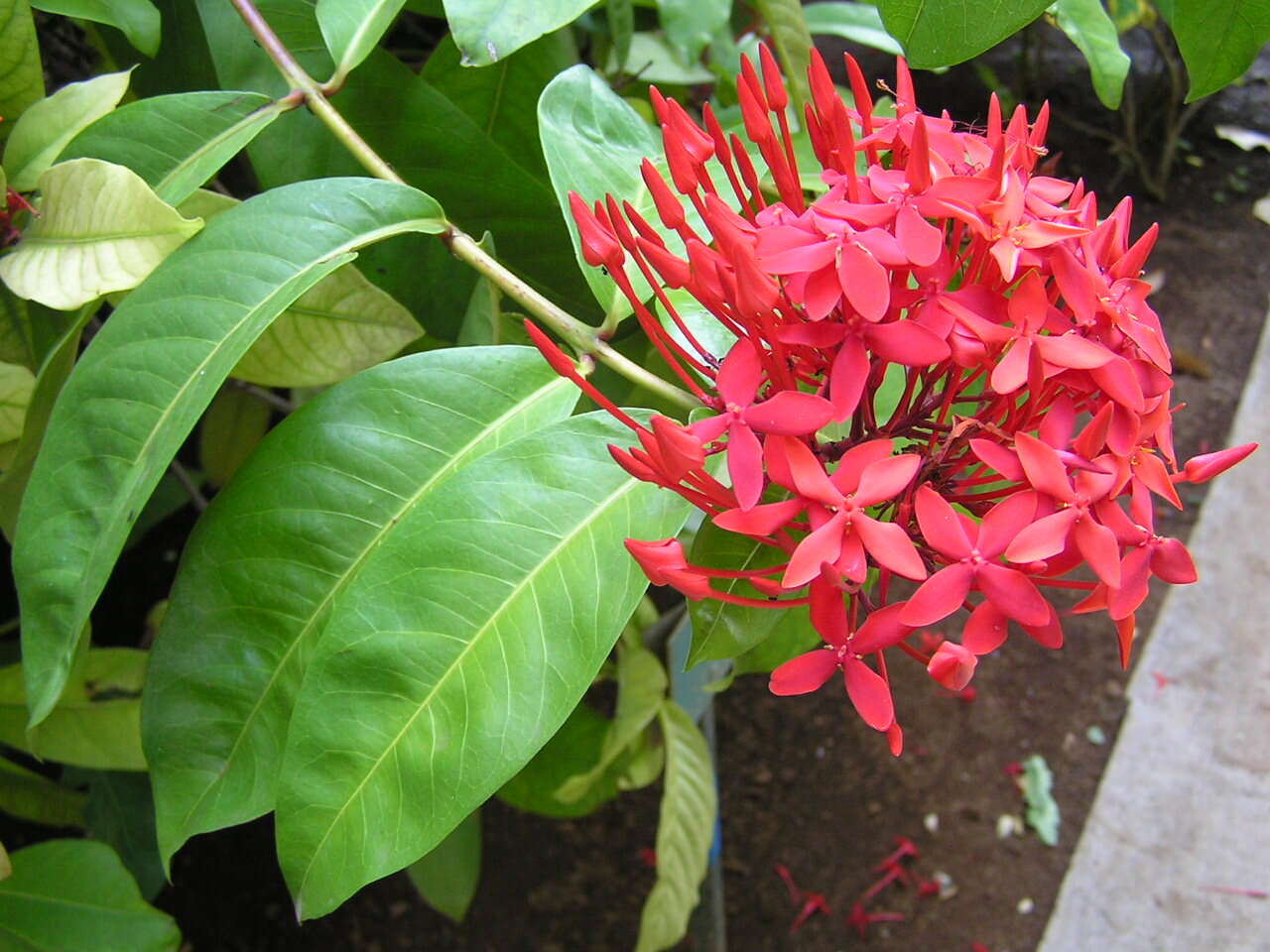 Image of Ixora chinensis Lam.