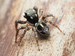 Image of Twinflagged Jumping Spider