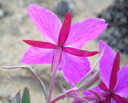 Image de Epilobium latifolium L.