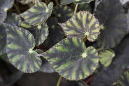 Image of Begonia mazae Ziesenh.