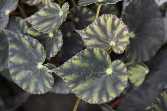 Image of Begonia mazae Ziesenh.