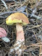 Image of Aureoboletus projectellus (Murrill) Halling 2015