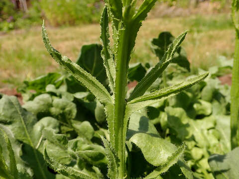 Image de Limonium sinuatum (L.) Miller