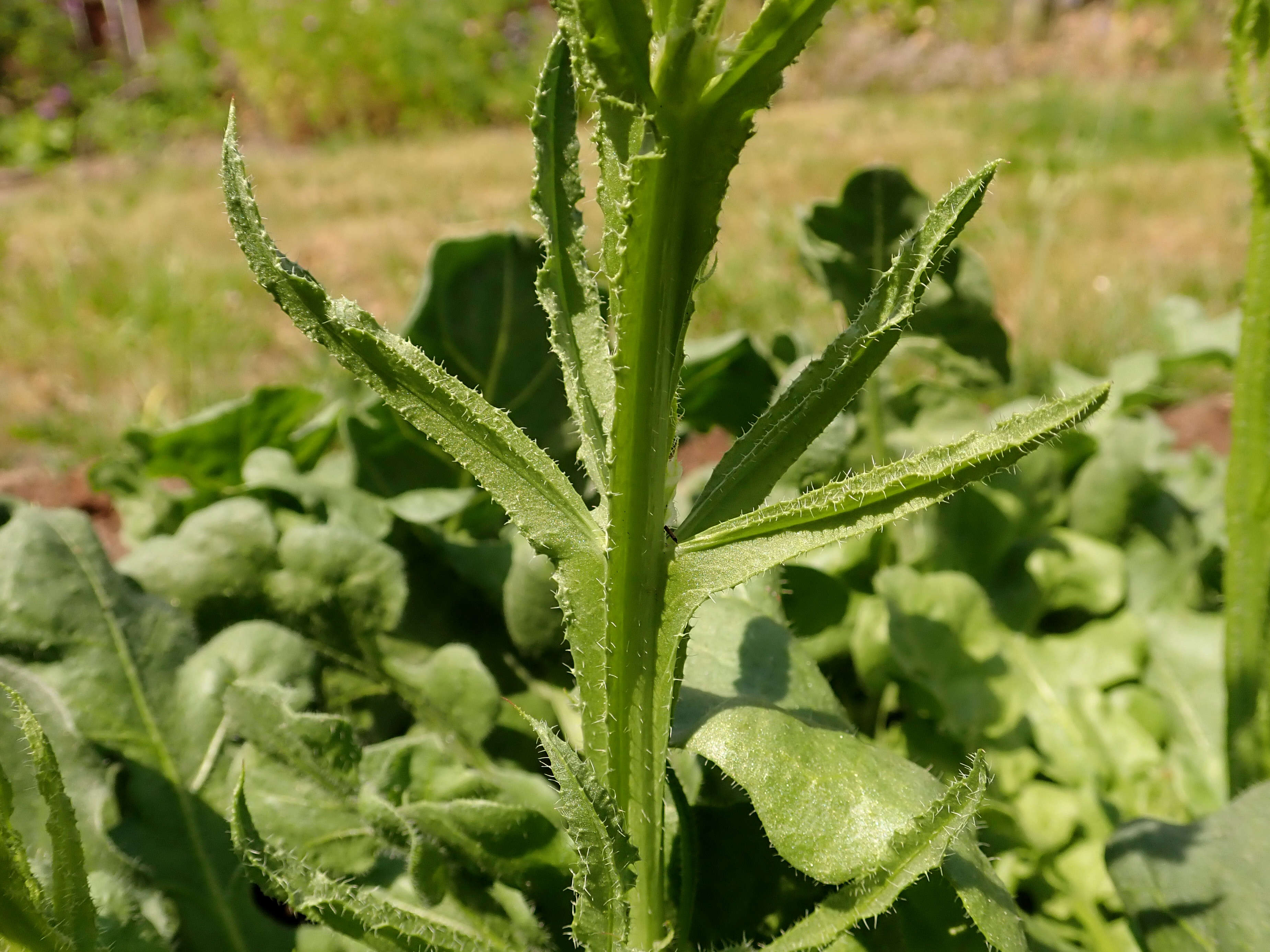 Imagem de Limonium sinuatum (L.) Miller