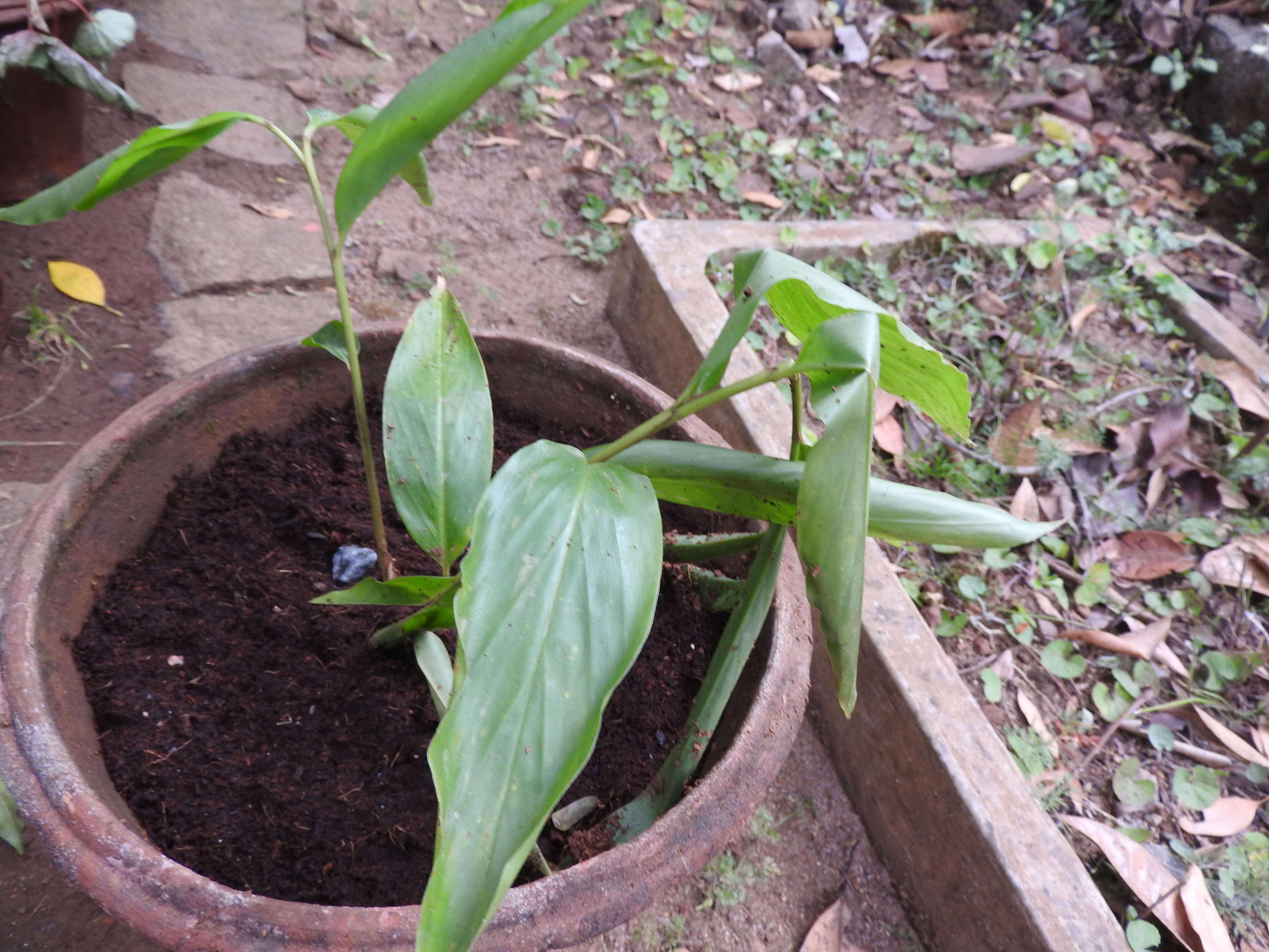 Image of cardamom