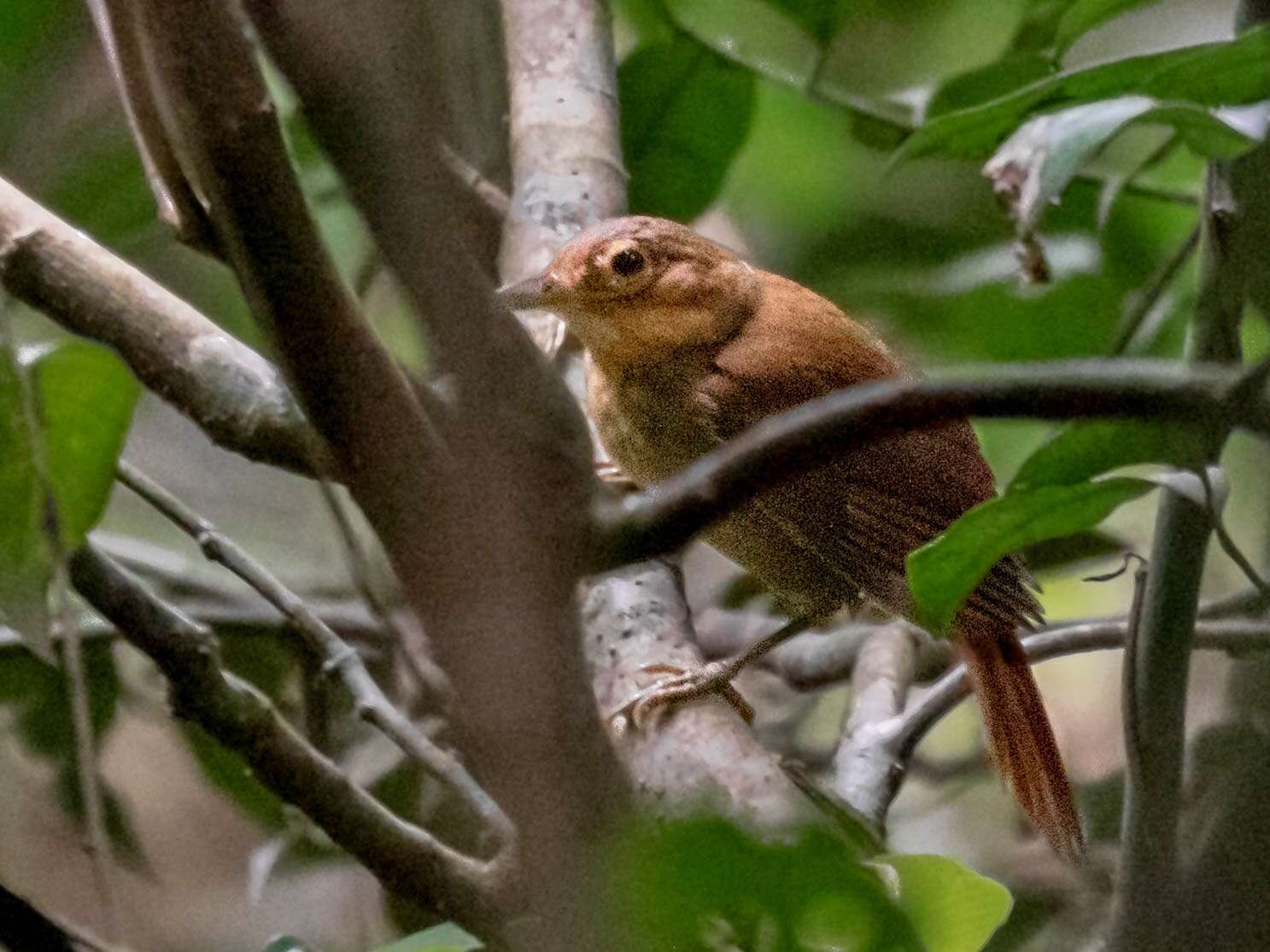 Image of Buff-throated Foliage-gleaner