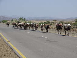 Image of Ass -- Feral donkey