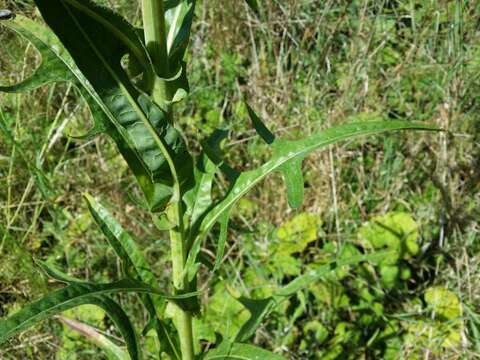 Image of marsh sow-thistle