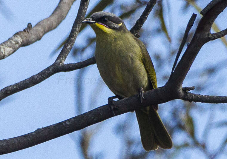 صورة Lichenostomus cratitius (Gould 1841)