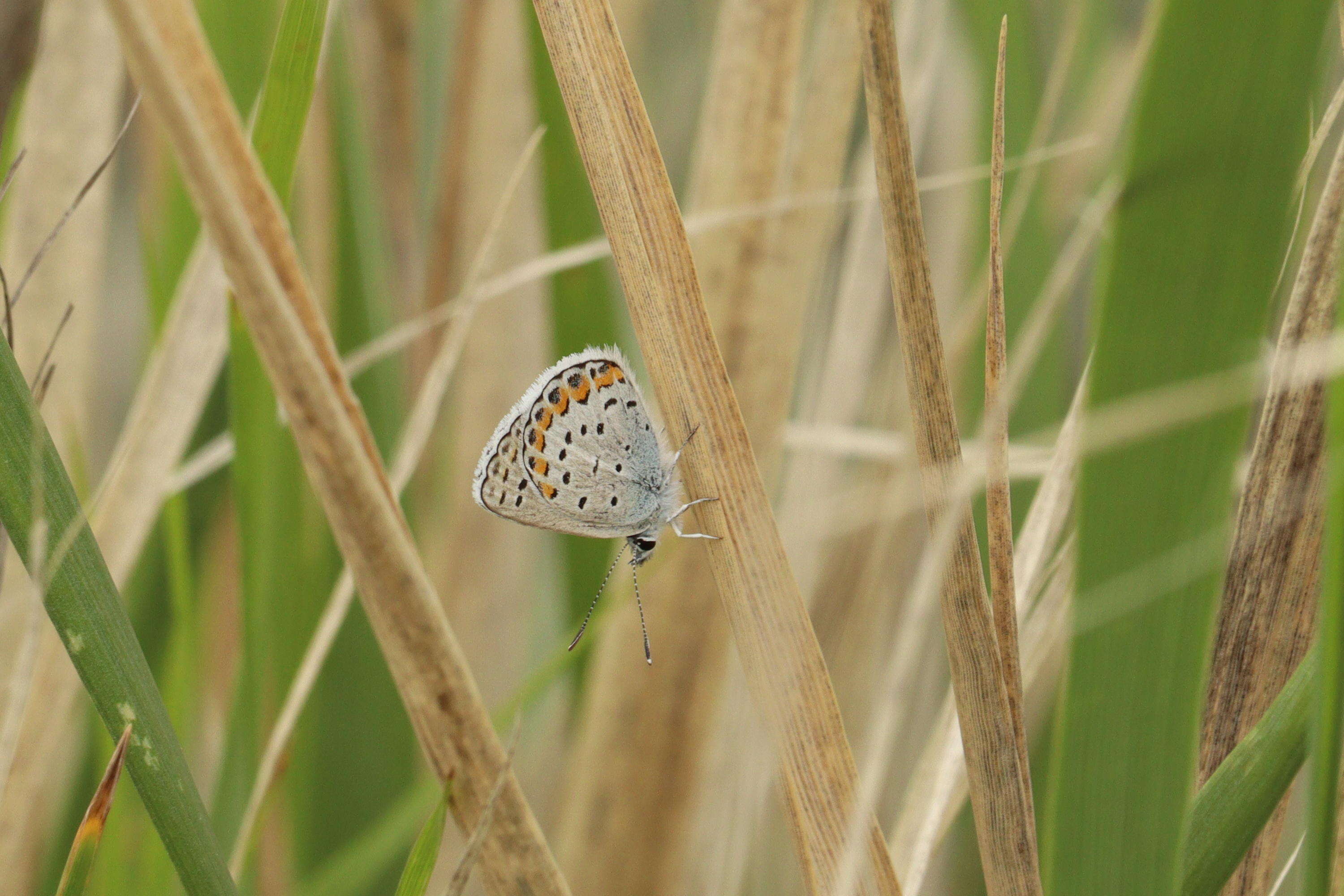 Image of Plebejus melissa