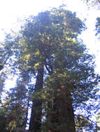 Image of redwood