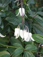 Image of Clematis urophylla Franch.