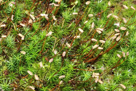 Image of Bank Haircap Moss