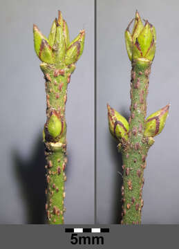 Image de Euonymus verrucosus Scop.