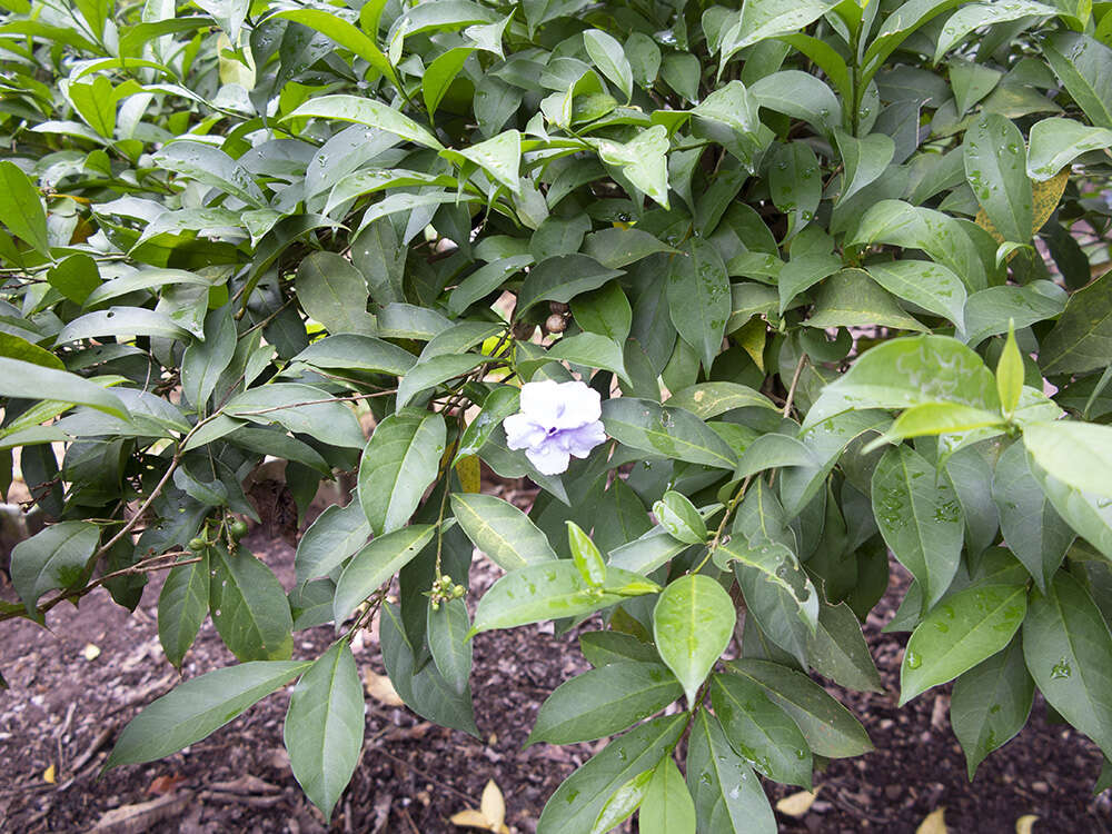 Image de Brunfelsia grandiflora D. Don